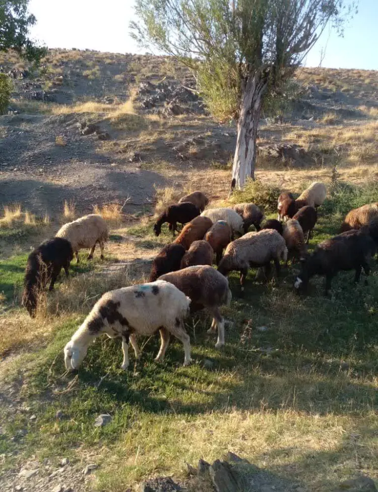 تصویر شماره 1 خدمت 