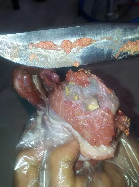 تصویر شماره 1 خدمت 