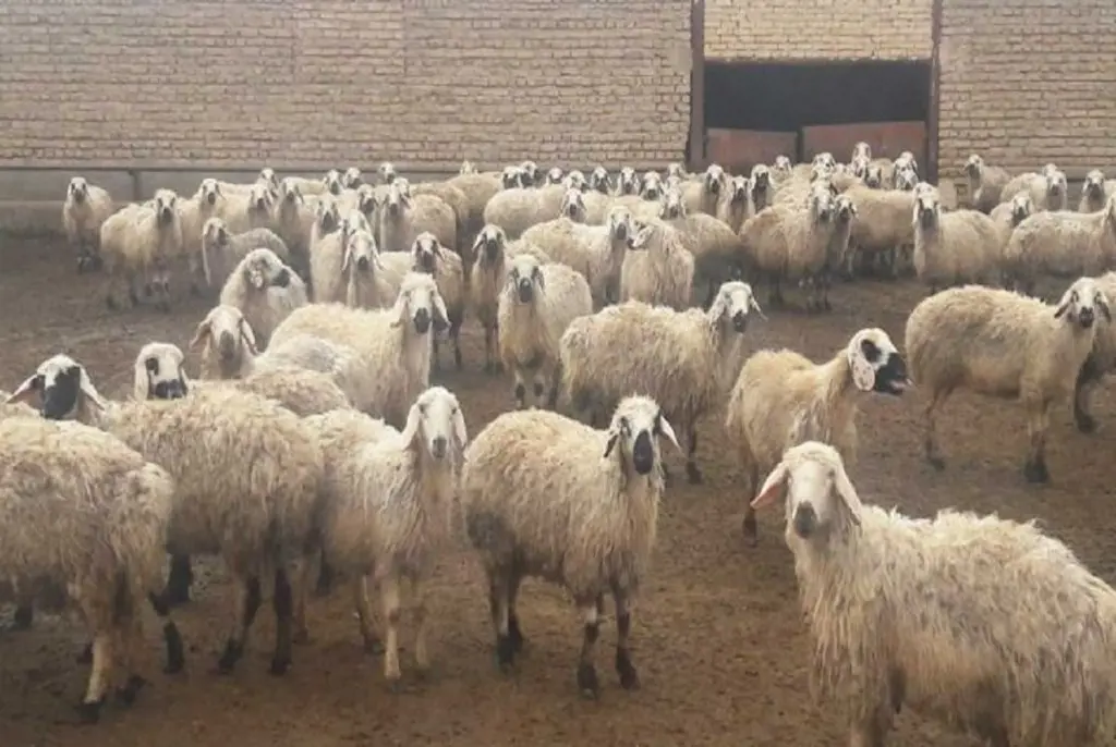 تصویر شماره 2 خدمت 