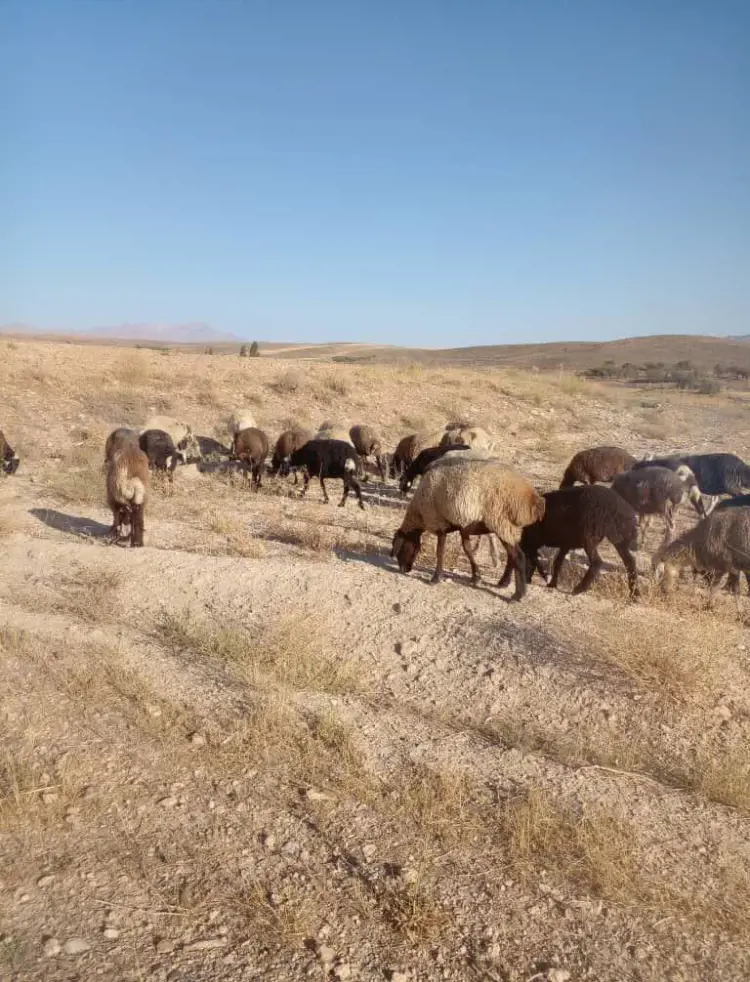 تصویر شماره 3 خدمت 