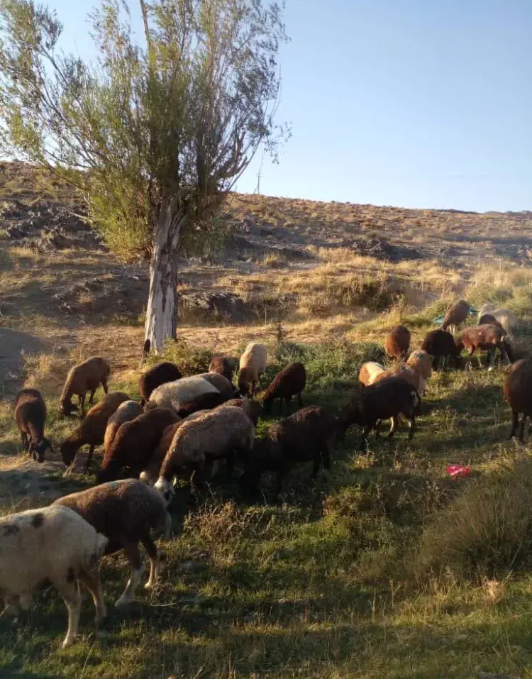 تصویر شماره 2 خدمت 