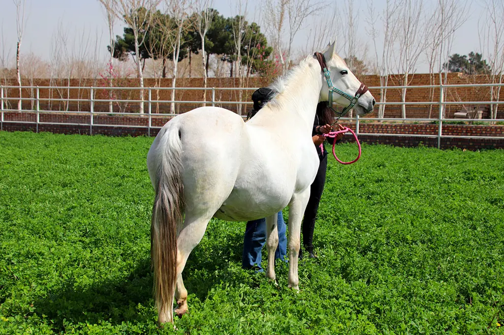 تصویر شماره 1 خدمت 