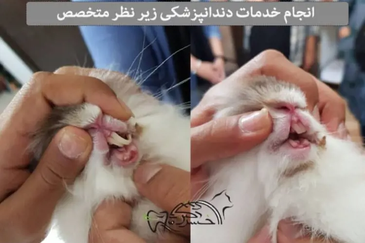 تصویر شماره 1 خدمت 