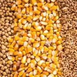 غرفه خوراک دام احمد کرمی