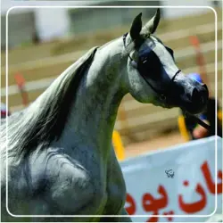 غرفه باشگاه سوارکاری اسب عرب اوپاتان