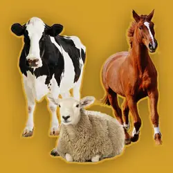 پرورش دام سبک وسنگین