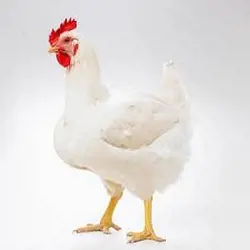غرفه مرغداري بذرافكن