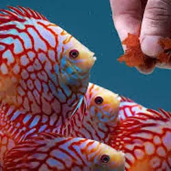 غذای ماهی