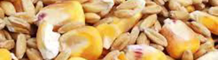 غرفه خوراک دام احمد کرمی