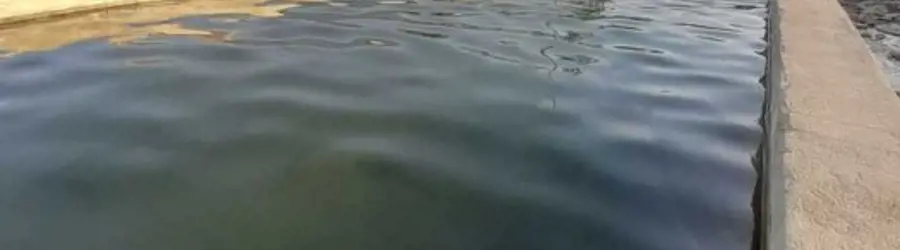 غرفه استخر  ماهی قزل آلا رحیمی