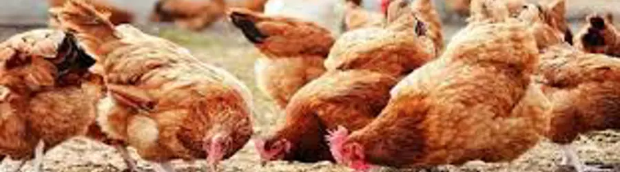 غرفه پرورش جوجه نیمچه گلپایگان