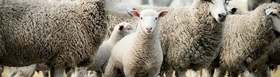 غرفه خدمات دامپزشکی رشیدی