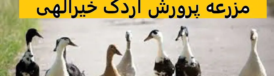 غرفه مزرعه پرورش اردک خیرالهی