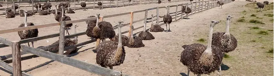 غرفه مزرعه پرورش شترمرغ و طیور