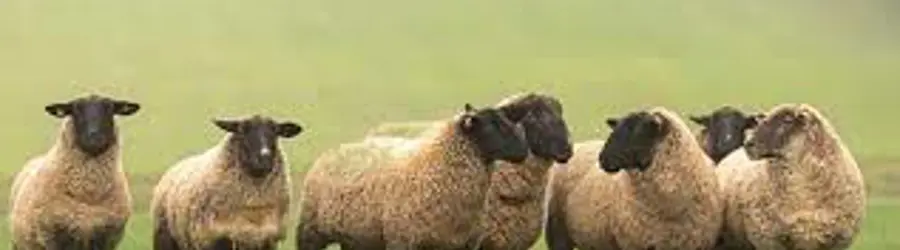 غرفه پرورش دام سبک وسنگین