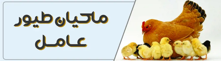 غرفه ماکیان طیور آمل