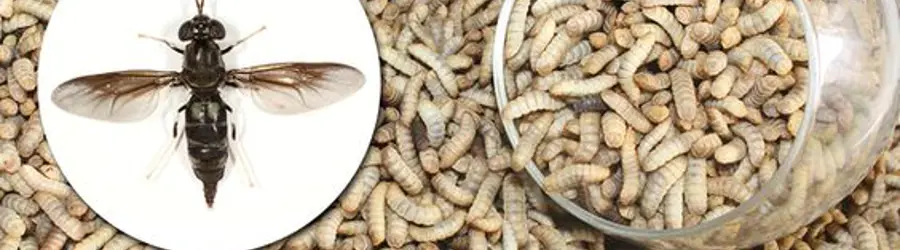 غرفه شرکت تولیدحشرات لارو سرباز