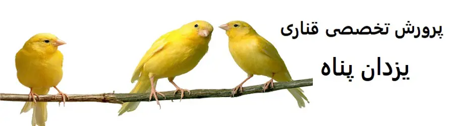 غرفه نگرو قناری