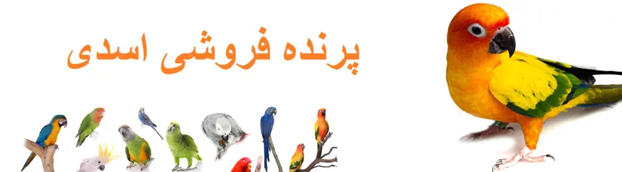 غرفه پرنده سرای اسدی