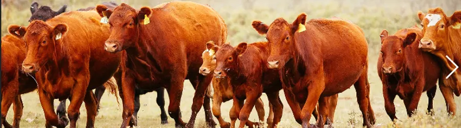 غرفه پیشگامان اصلاح نژاد دام و خدمات تلقیح مصنوعی