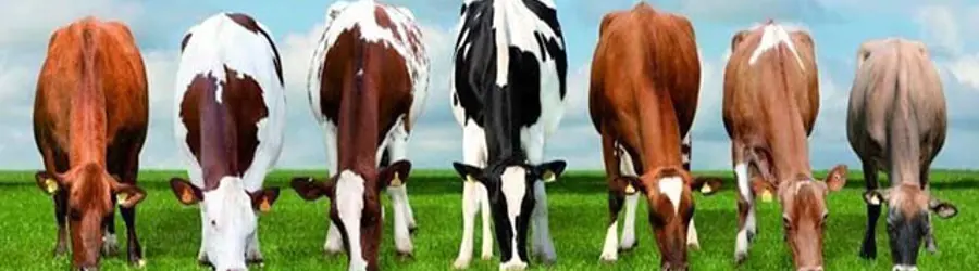 غرفه بنگاه دام صمدی
