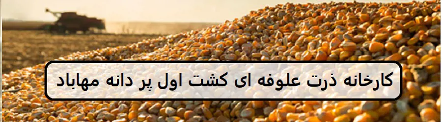 غرفه کارخانه ذرت علوفهای کشت اول پر دانه مهاباد