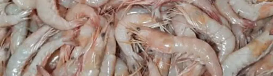 غرفه  میگو حسن زاده
