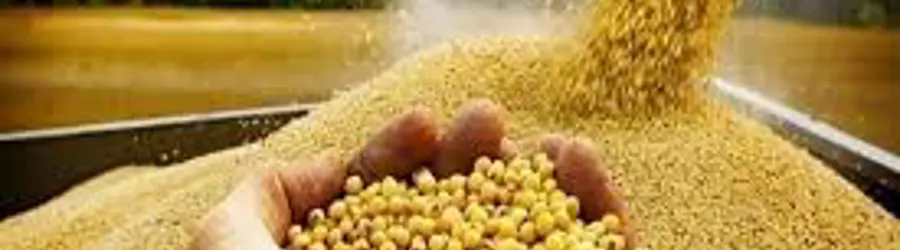 غرفه نهاده های دامی