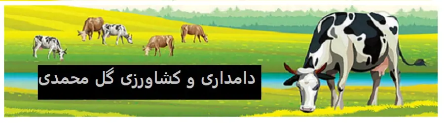 غرفه دامداری گل محمدی