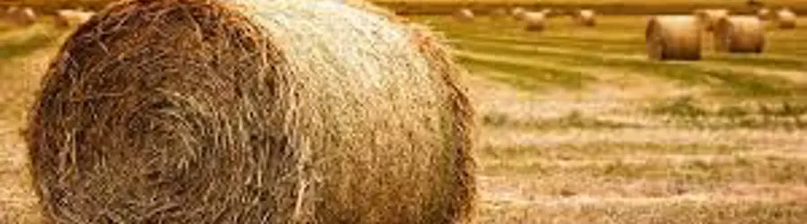 غرفه عمده فروشی کاه و یونجه