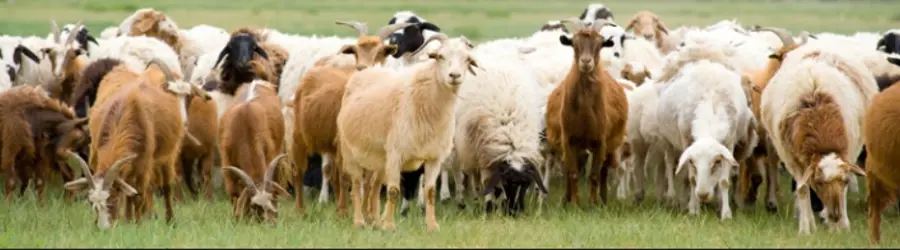 غرفه بنگاه خرید و فروش دام سبک قیاسی 