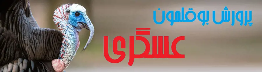 غرفه پرورش بوقلمون عسگری